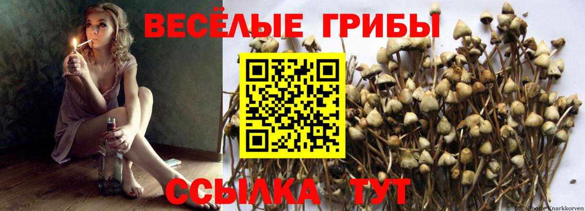 Назрань  Галлюциногенные грибы Psilocybe  Вход с VPN 